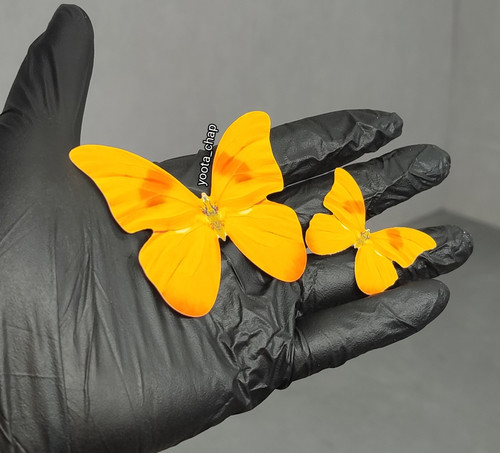 پروانه گیفت زرد چاپی دیزاین جشن مدرسه